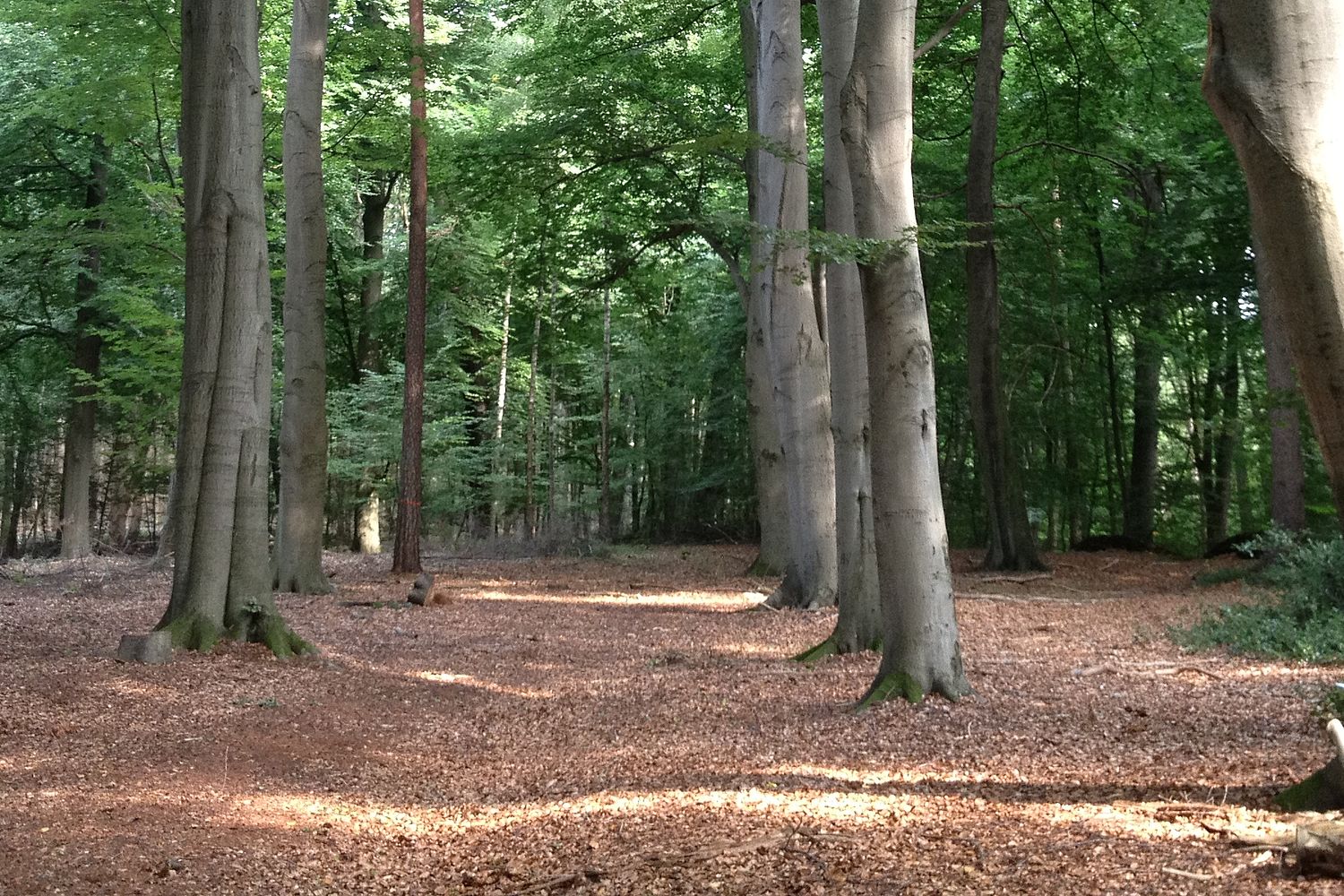 Impressionen bei CASTLEWELT - RuheForst Rutenmühle				