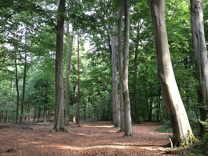 Impressionen bei CASTLEWELT - RuheForst Rutenmühle				