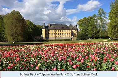 Schloss Dyck – Tulpenwiese im Park © Stiftung Schloss Dyck