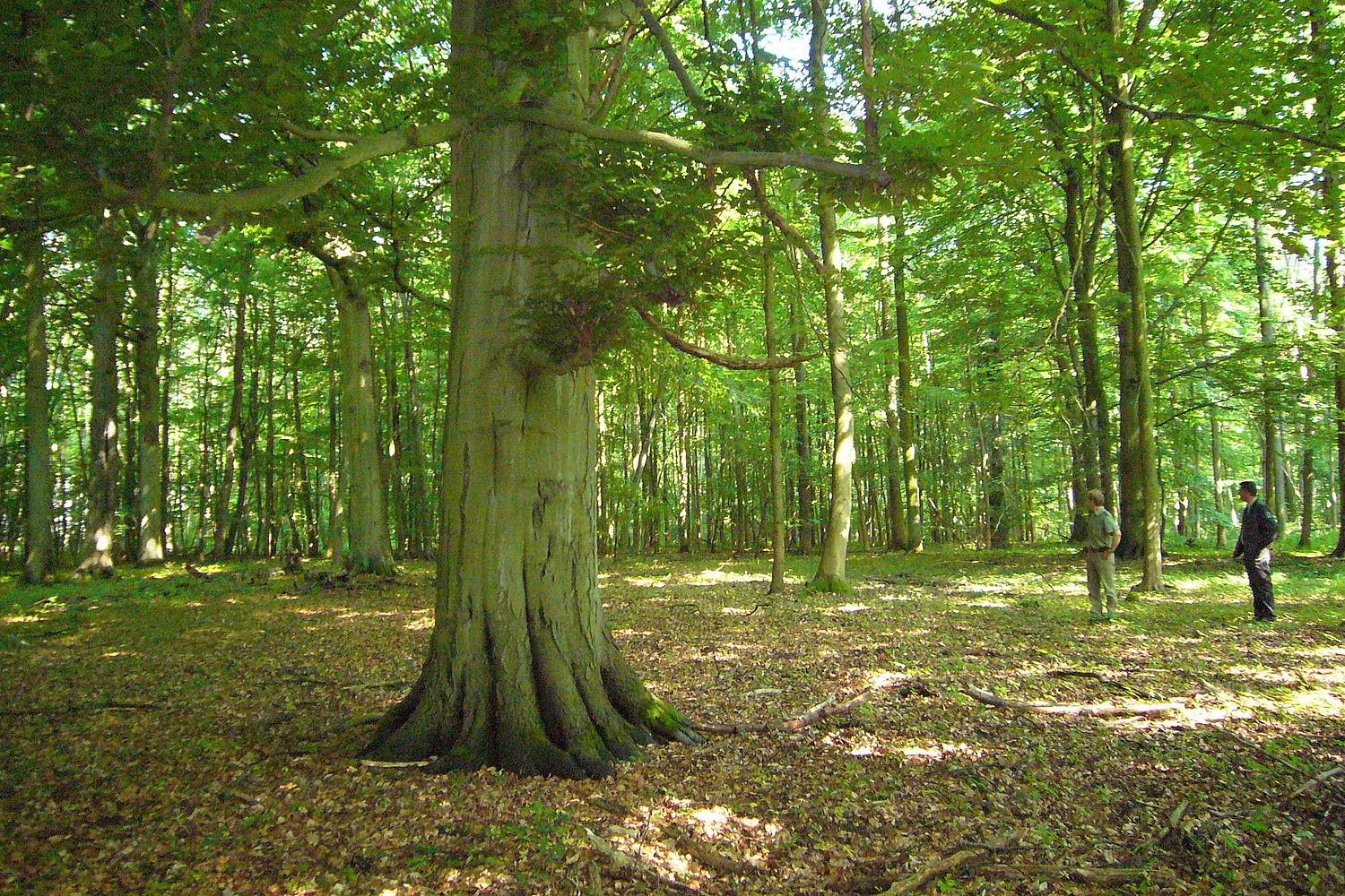 Impressionen bei CASTLEWELT - RuheForst Müritz			