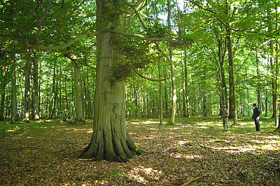 RuheForst Waldbestattung © RuheForst Müritz