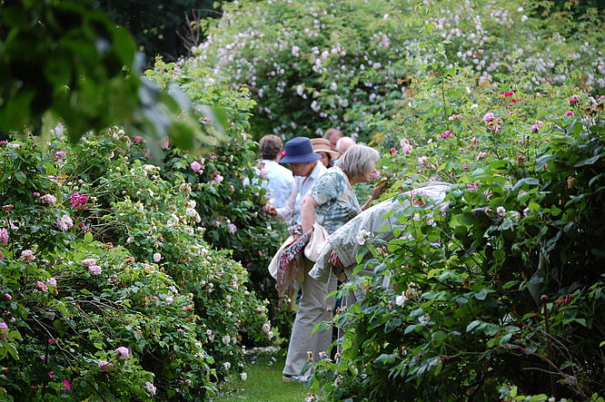 Rosenfest im Rosenpark Groß Siemen