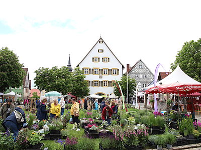 Marienplatz Hollfeld „Fränkische Kunst- & Rosentage