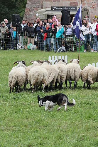 Erlebnismarkt „Rund ums Tier“ Burg & Park Ohrdruf