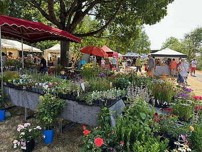 Mainufer Gartenfest Haßfurt à la Rosenmesse