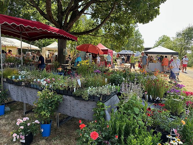 Mainufer Gartenfest Haßfurt à la Rosenmesse