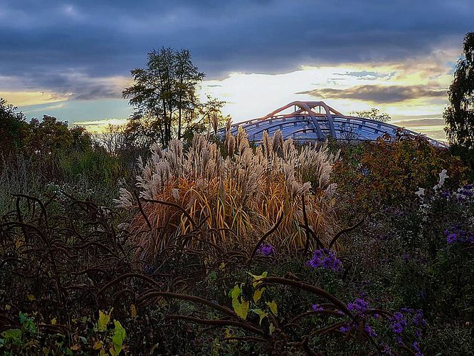 Die besten Gartenfotos der Welt - 2. Platz in der Kategorie The Beauty of Herrenhausen Gardens, "Grass Dusk" © Julian David/IGPOTY