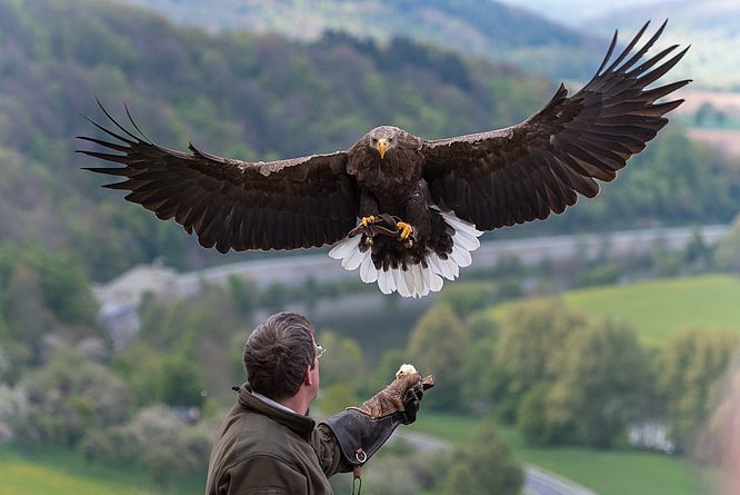 Deutsche Greifenwarte Burg Guttenberg, Flugvorführung - erleben Sie Adler, Geier und Uhus im freien Flug hoch über Burg Guttenberg