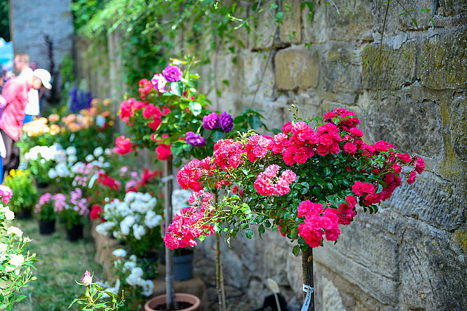 Schloss Königsberg „Königsberger Rosentage