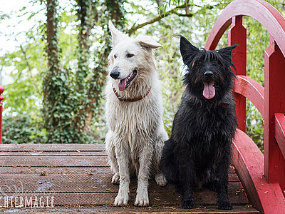 Hundespieltag im Schlosspark Dennenlohe