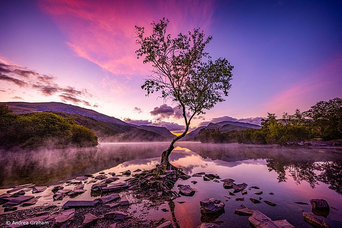 The Lone Tree_Andrea Graham