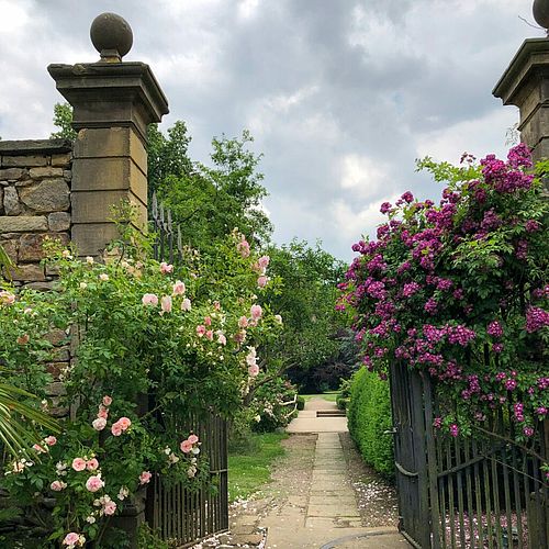 ROSENSONNTAGE auf Rittergut Remeringhausen