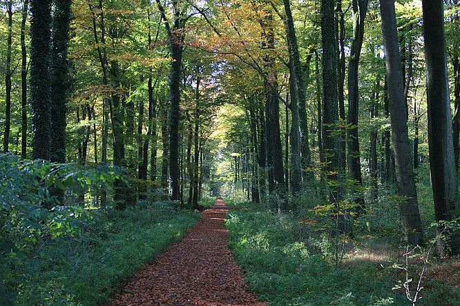 Schloss Cappenberg, RuheForst Cappenberg Südmünsterland - Waldbestattung