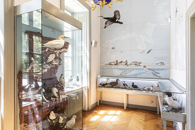 Jagdschloss Springe, Natur- und jagdkundliche Dauerausstellung: Heimische Seevögel