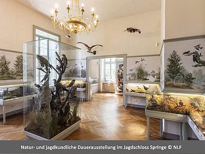 Exponate der natur- und jagdkundlichen Dauerausstellung im Jagdschloss Springe