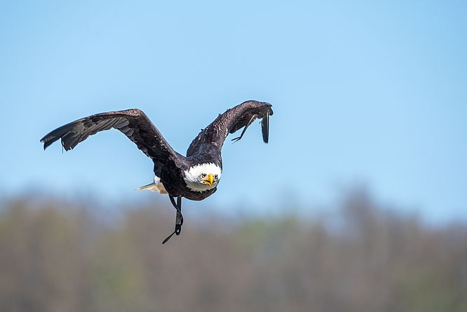 Deutsche Greifenwarte Burg Guttenberg, Flugvorführung - erleben Sie Adler, Geier und Uhus im freien Flug hoch über Burg Guttenberg