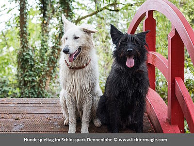 Hundespieltag im Schlosspark Dennenlohe mit Hunden und Besuchern