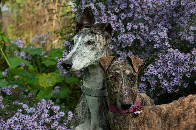 Sommerfest der Galgorettung Fränkisches Seenland - Schloss und Park Dennenlohe