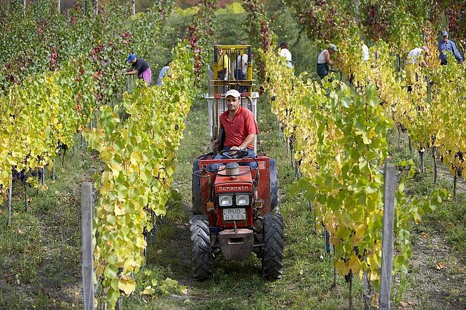 Weingut Graf von Kanitz - Weinlese