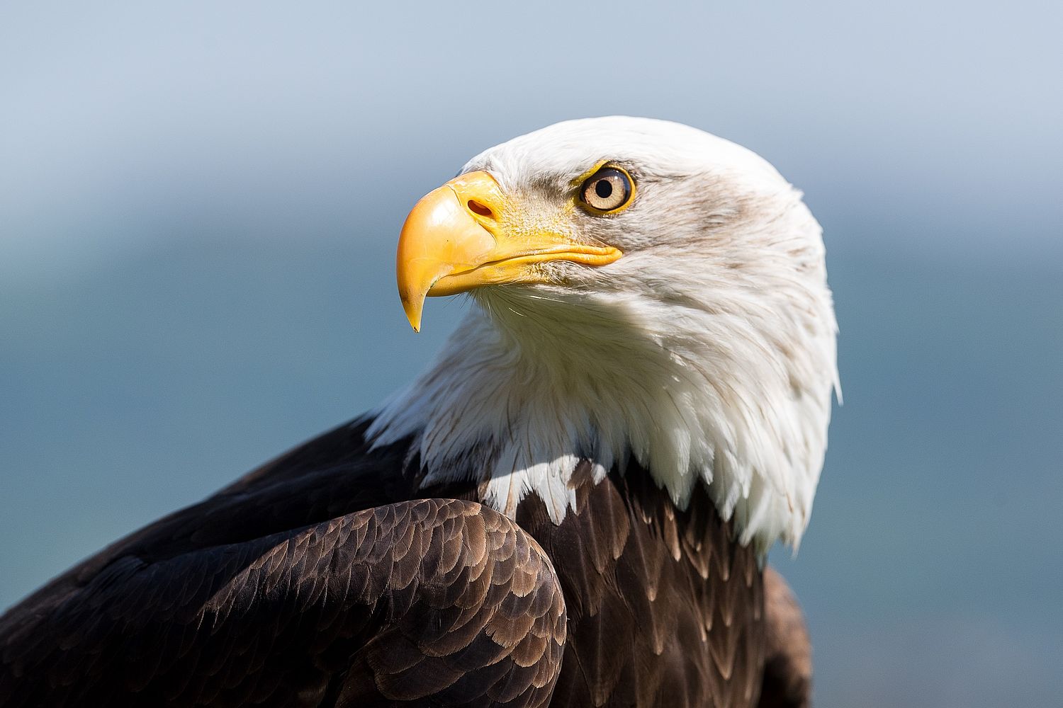 Deutsche Greifenwarte Burg Guttenberg, Weißkopf-Seeadler (Haliaeetus leucocephalus)