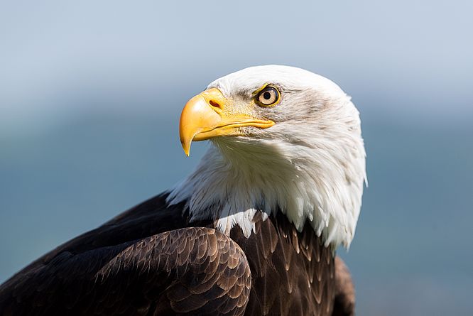 Deutsche Greifenwarte Burg Guttenberg, Weißkopf-Seeadler (Haliaeetus leucocephalus)