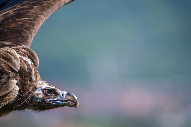 Deutsche Greifenwarte Burg Guttenberg, Adler, Geier & Co. - die faszinierende Welt der Greife