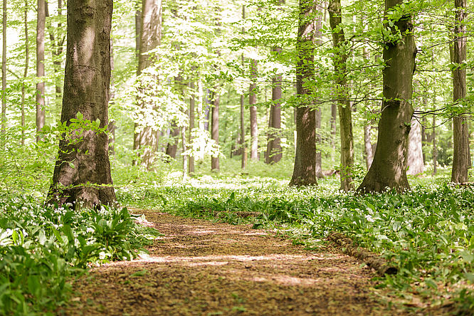 Impressionen bei CASTLEWELT - RuheForst Deister			