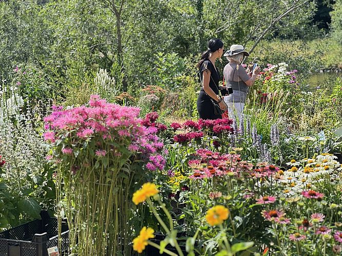 Mainufer Gartenfest Haßfurt à la Rosenmesse
