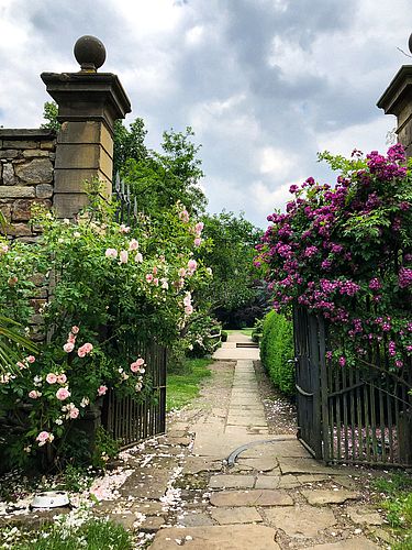 ROSENSONNTAGE auf Rittergut Remeringhausen