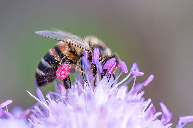 Weltbienentag - Schloss und Park Dennenlohe