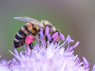 Weltbienentag - Schloss und Park Dennenlohe