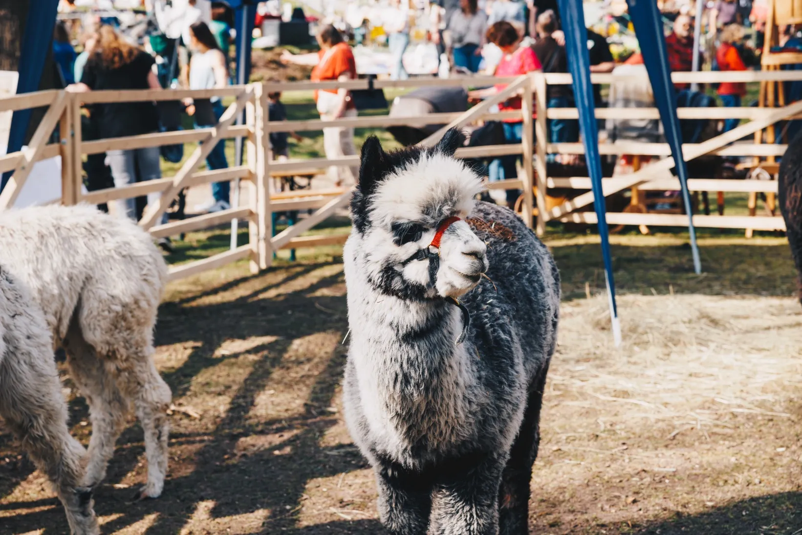 Hardenberg Gartentage